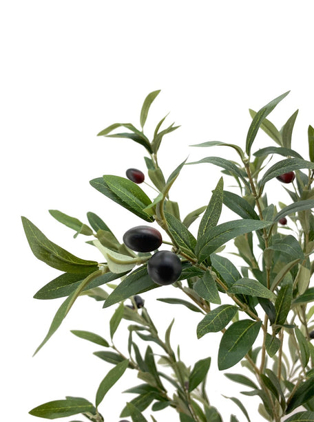 Pollyanna Olive Tree - 150cm