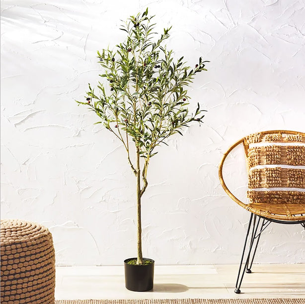 Pollyanna Olive Tree - 150cm