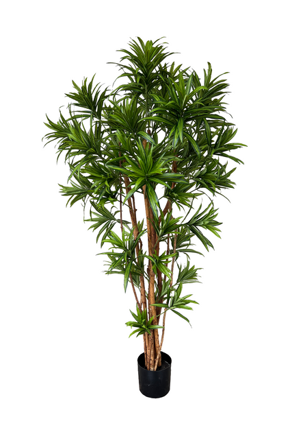 Pollyanna Dracaena Reflexa Tree (UV Resistant) - 160cm