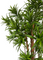 Pollyanna Dracaena Reflexa Tree (UV Resistant) - 160cm