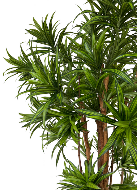 Pollyanna Dracaena Reflexa Tree (UV Resistant) - 160cm