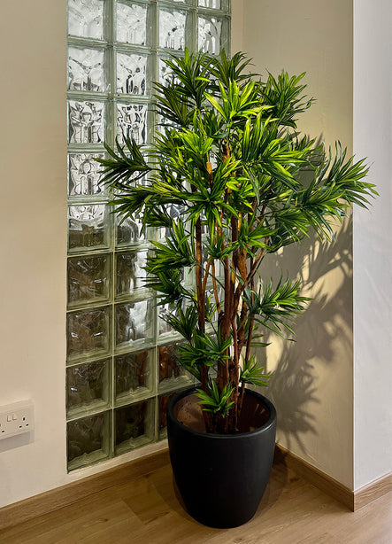 Pollyanna Dracaena Reflexa Tree (UV Resistant) - 160cm