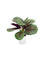 Pollyanna Mini Calathea Plant