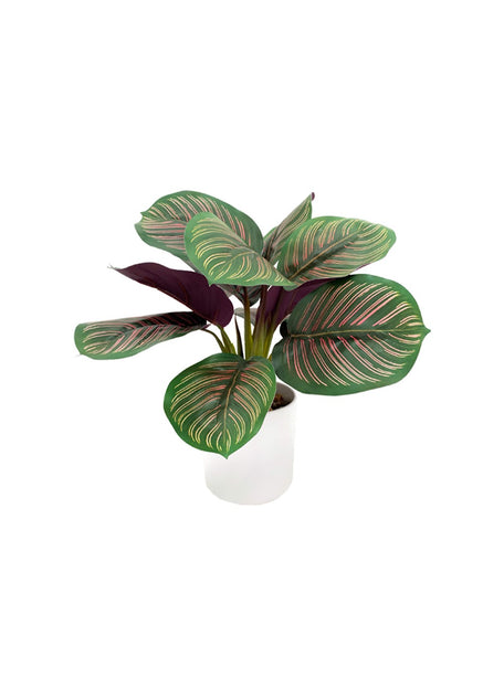 Pollyanna Mini Calathea Plant