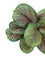 Pollyanna Mini Calathea Plant