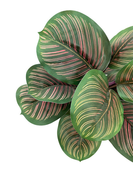 Pollyanna Mini Calathea Plant