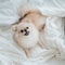 Dreamcastle Waterproof Mattress Protector for dog bed