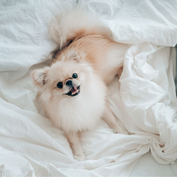 Dreamcastle Waterproof Mattress Protector for dog bed