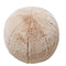 Bunny Tail Cushion