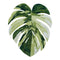 Monstera Rug