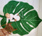 Monstera Rug