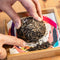 Frenchie, 
Ripe Pu'er Compressed Tea Tuo