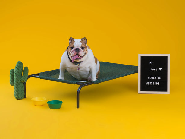 COOLAROO ELEVATED PET BED LARGE