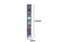 R2011.00 Rayen Hanger For Socks 16 X 123 Cm
