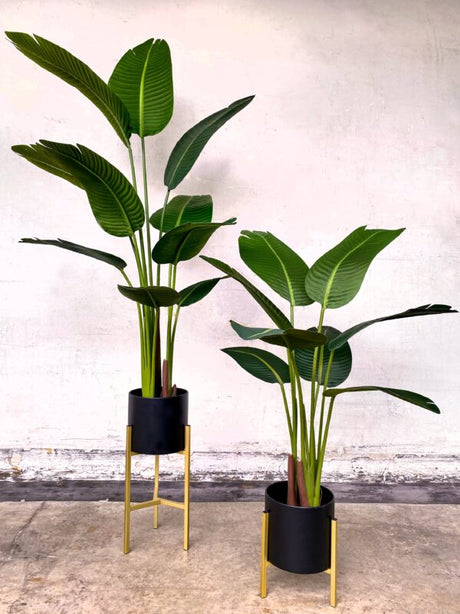 Pollyanna Travellers Palm - 160cm