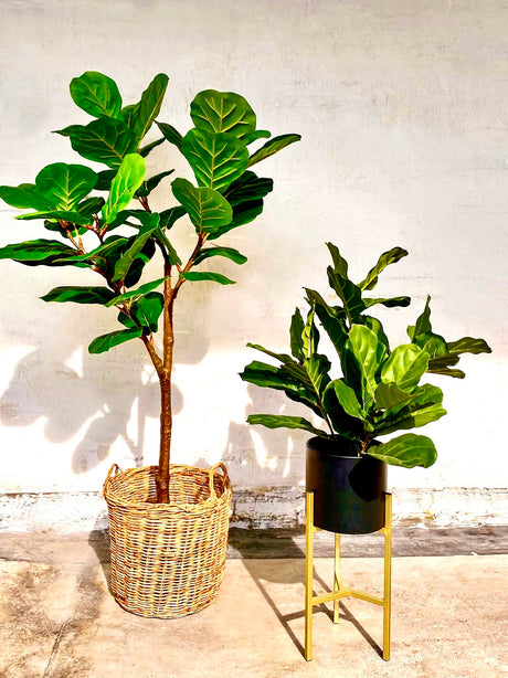 Pollyanna Fiddle Fig Tree - 120cm