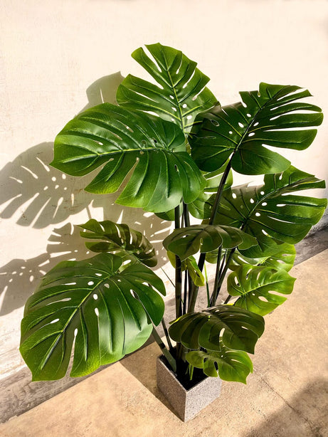 Pollyanna Monstern Leaf Plant - 150cm