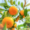 Orange Pure Essential Oil