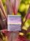 LULLABY  8 Nespresso Compatible Capsules