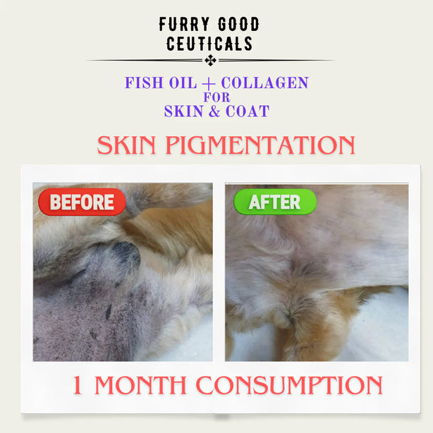 Powdered Fish Oil & Collagen for Skin and Coat | Dogs and Cats