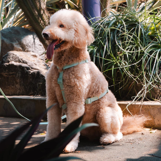 Komu Water-Resistant Y-Harness for Dogs