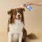 Plume Natural, No-Rinse Waterless Shampoo