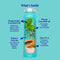 The Powder Shampoo Purifying & Regulating Foaming Powder Shampoo For Oily Scalp & Limp Hair 20g Sustainable, Vegan, Plastic-Free