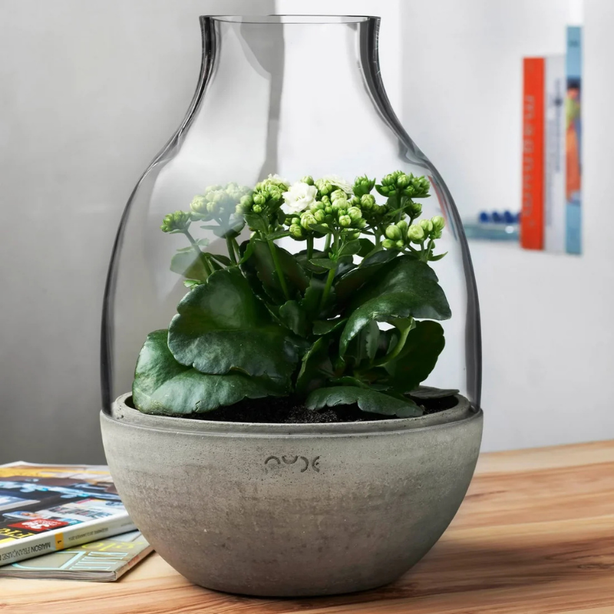 NUDE Eden Terrarium Clear with Moulded Concrete Base