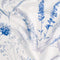 Cool Bamboo Misty Bloom Printed Fitted Sheet Set Hotel Collection by Robinsons