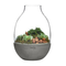 NUDE Eden Terrarium Clear with Moulded Concrete Base